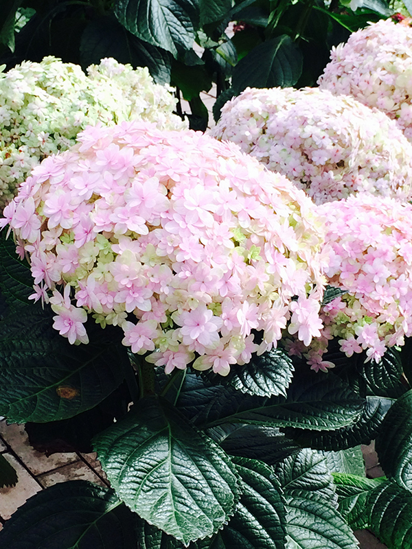 【富士宮　観光情報】　富士花鳥園　／冬に咲く紫陽花　