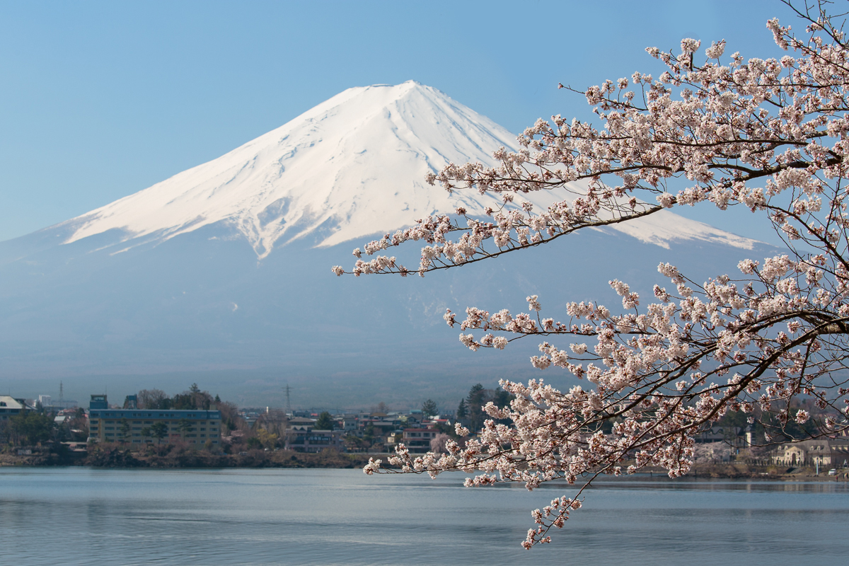 桜開花情報2014　河口湖