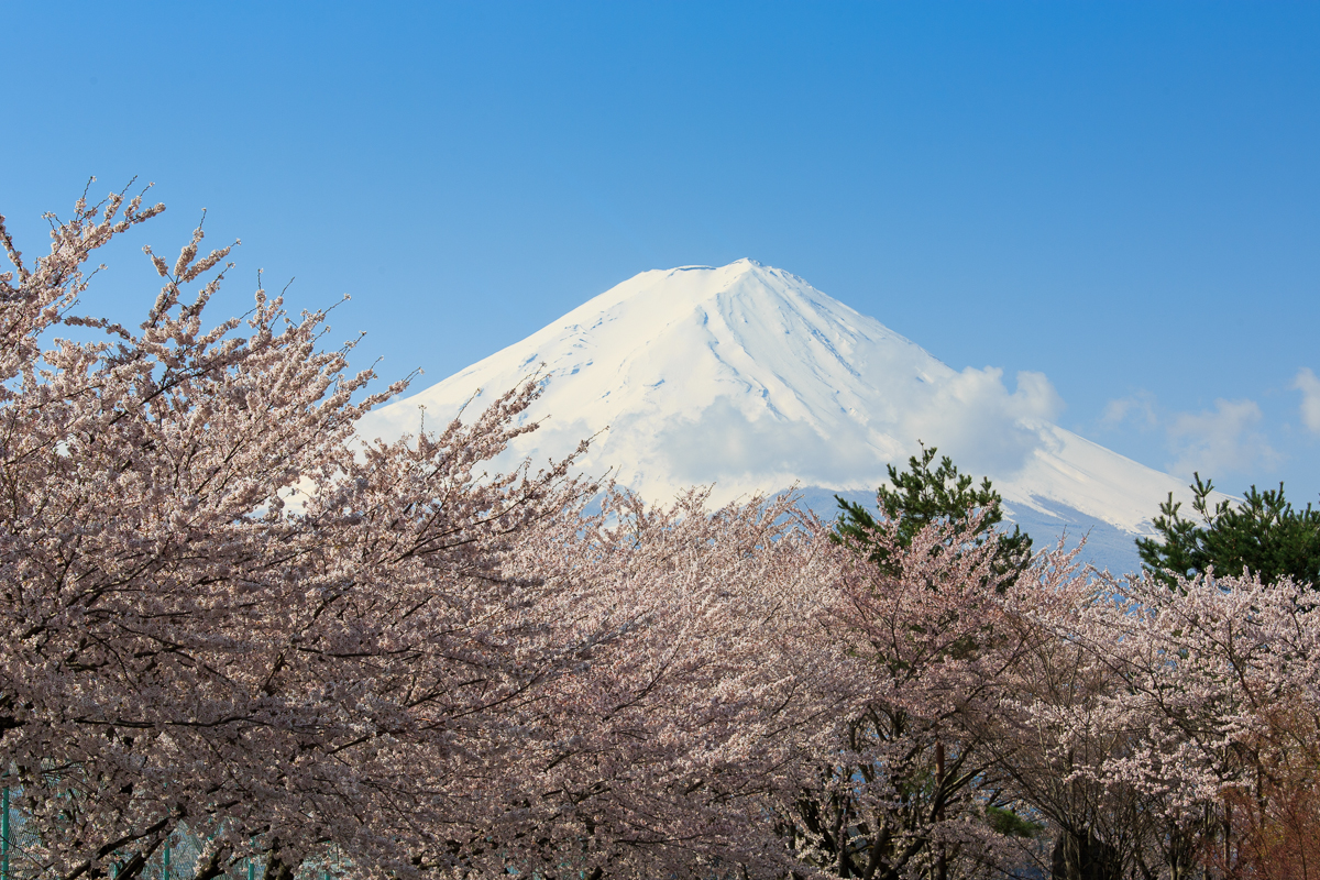 桜開花情報2014　河口湖　