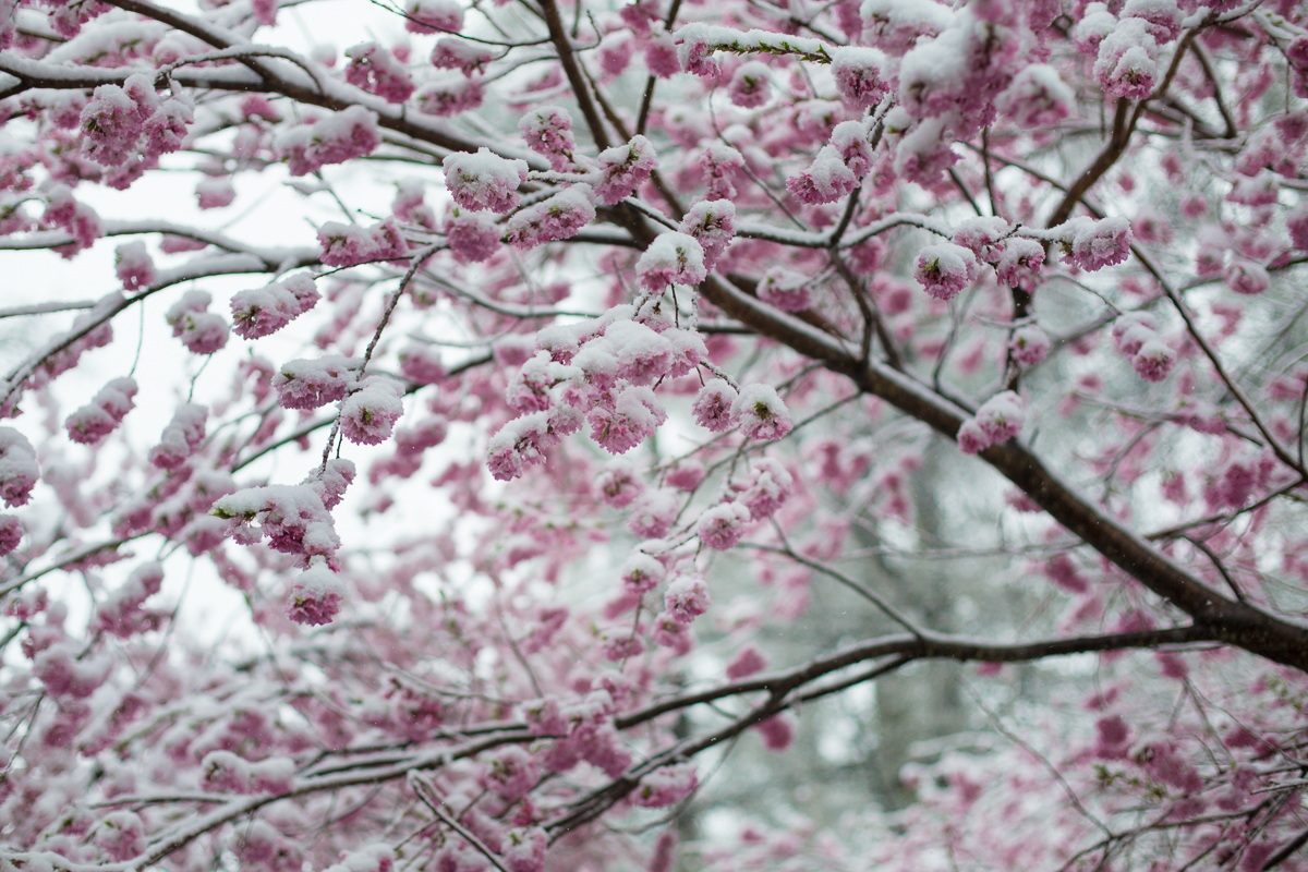 桜と雪のコラボレーション