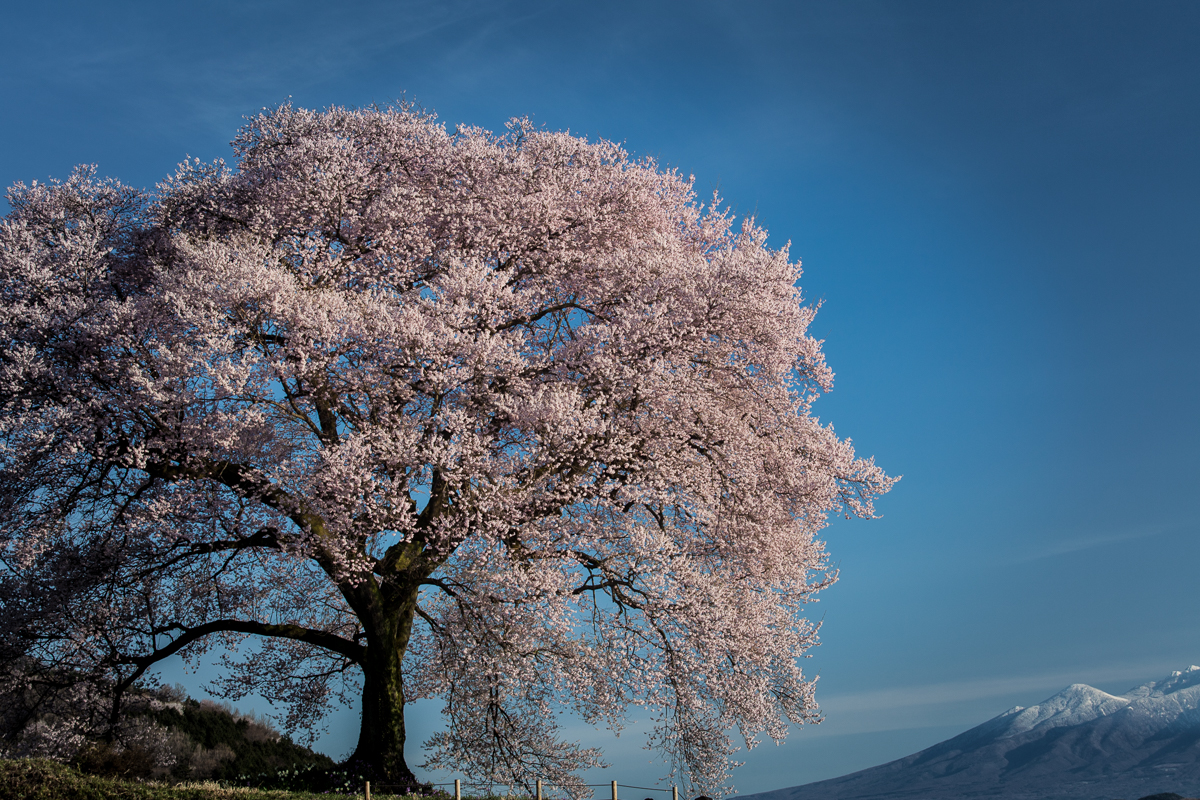 桜の開花とともに撮影再開