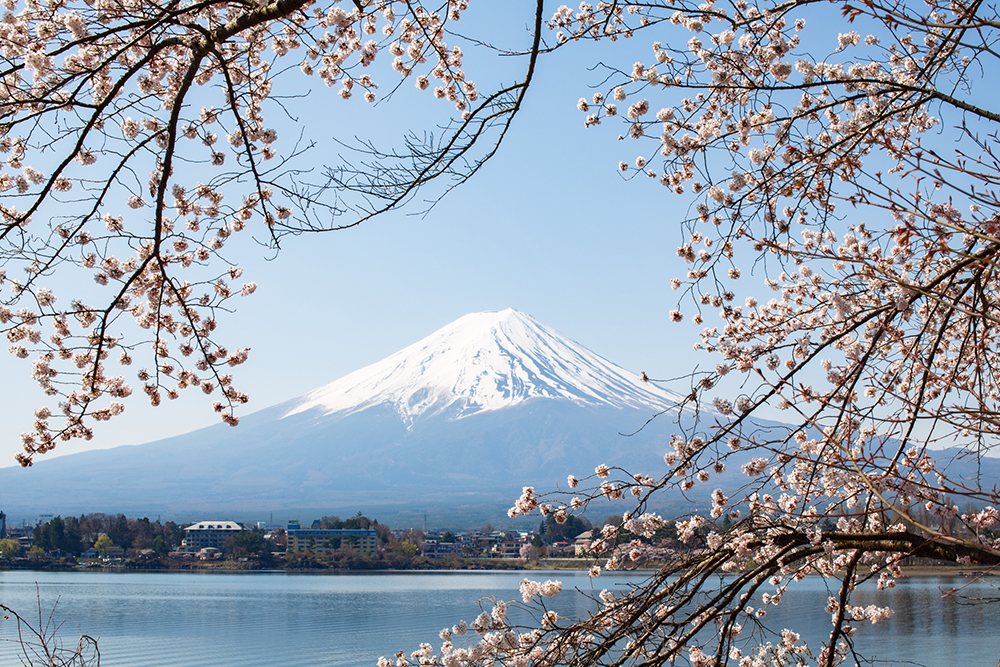 産屋ヶ崎　開花情報