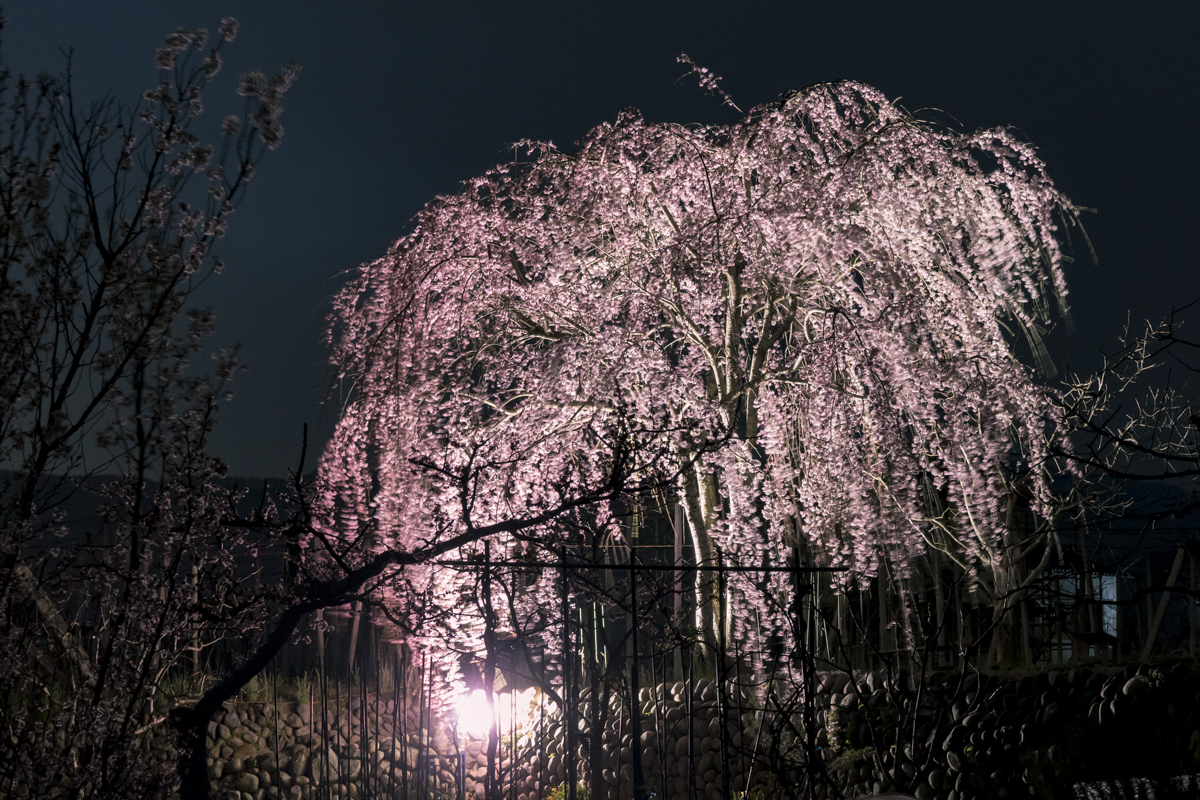 やまなしの桜2017 其の1