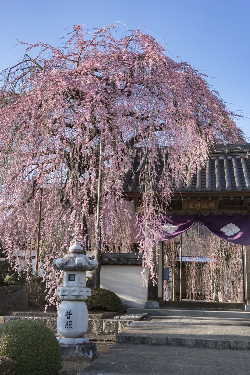 周林寺の雪洞桜