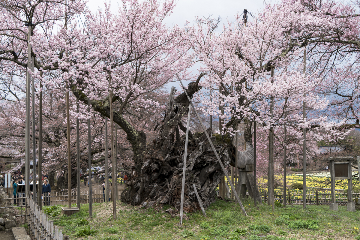 山高神代桜