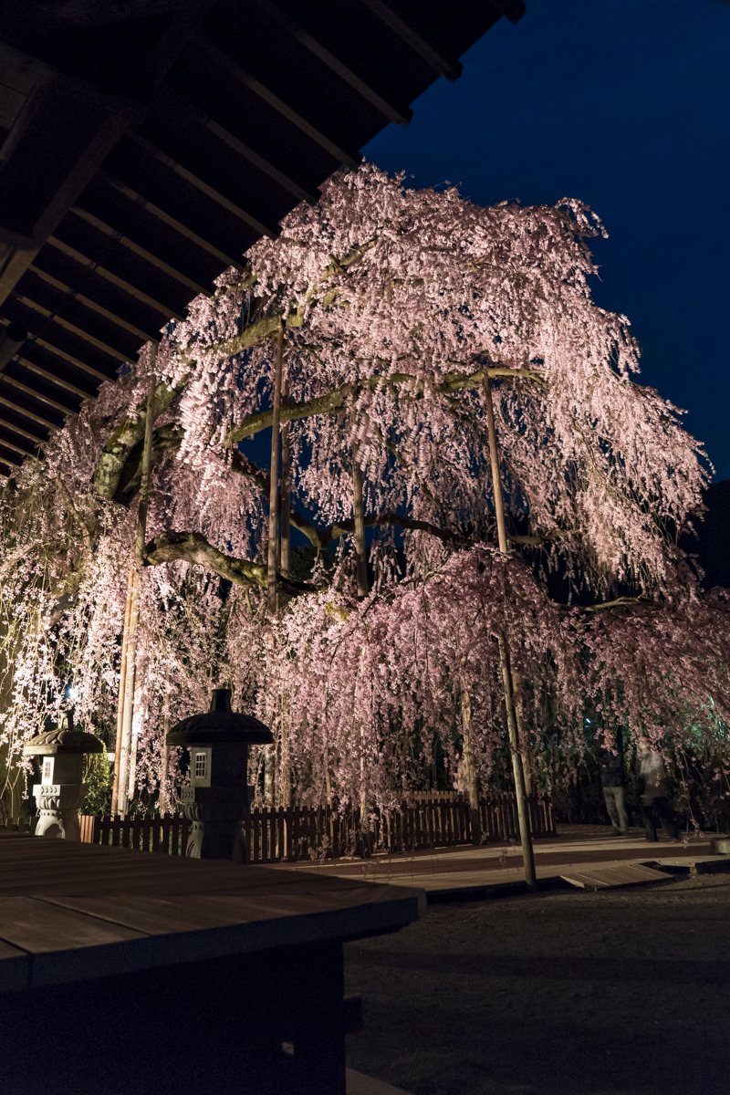 慈雲寺のイトザクラ