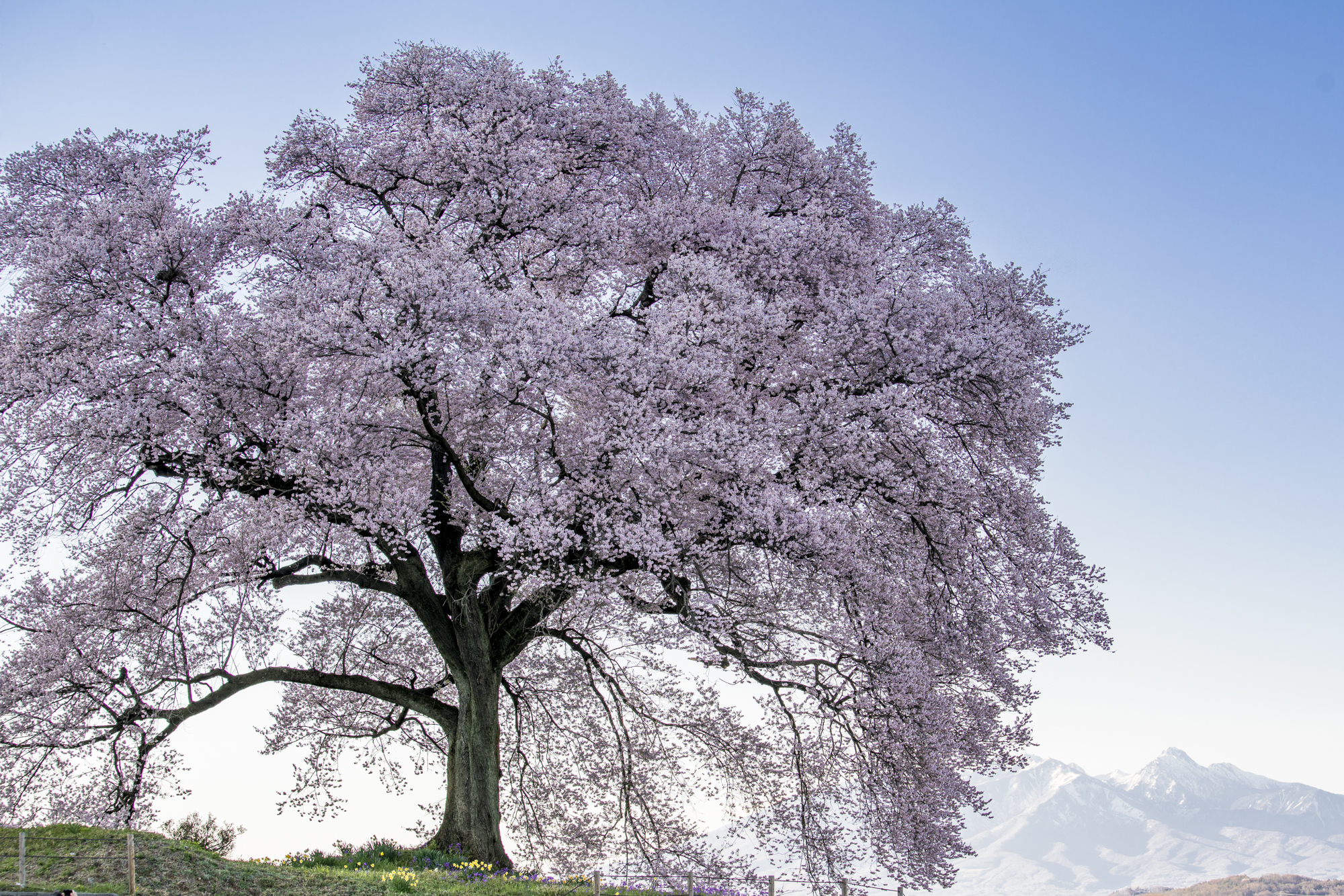 わに塚の桜ライトアップ