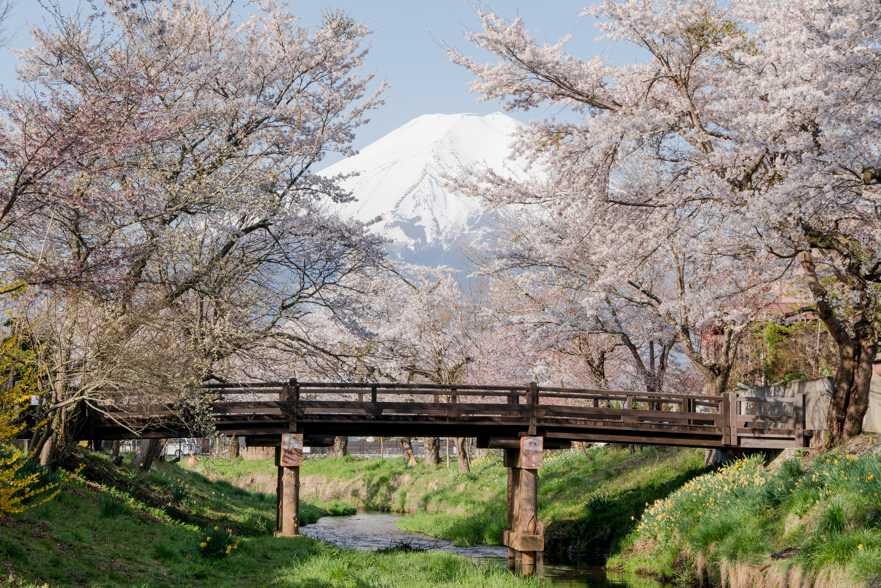 忍野村　お宮橋の桜