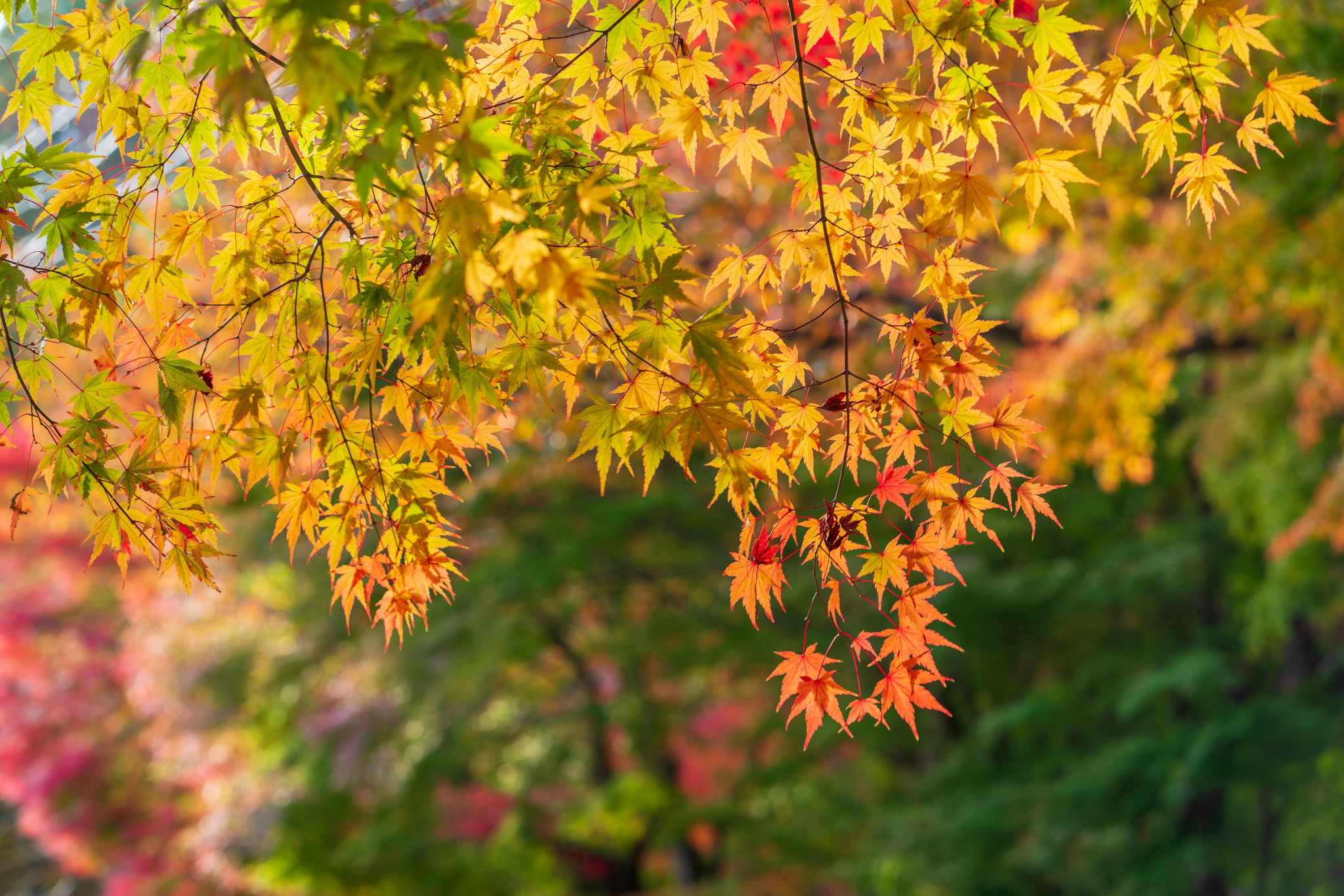 河口湖の紅葉を見てきました