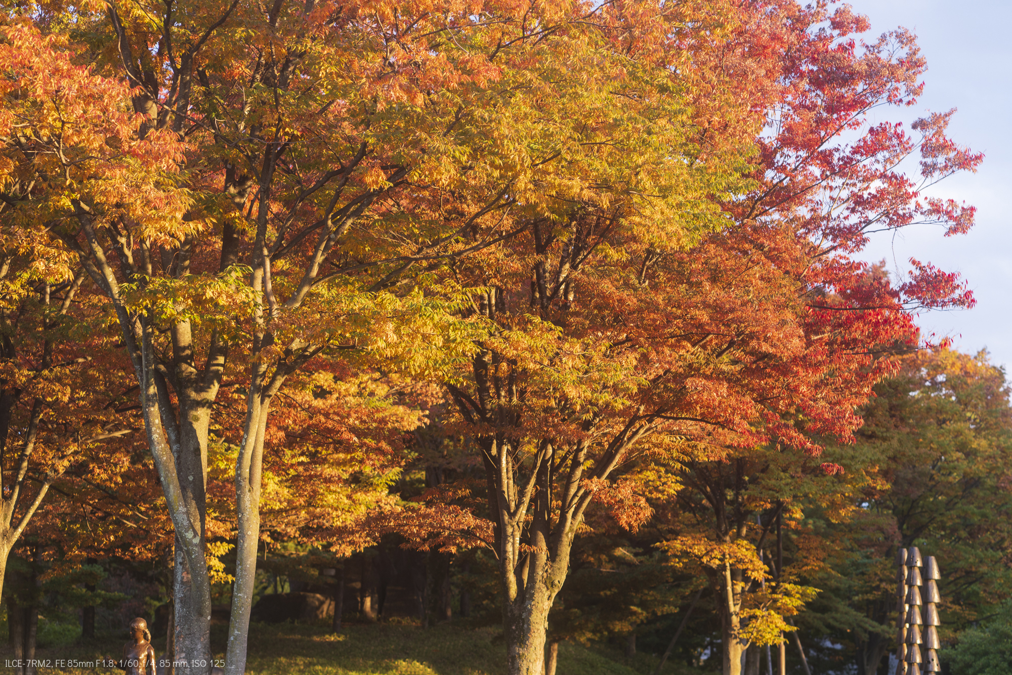 ロケハンついでに紅葉を撮ってきましたよ