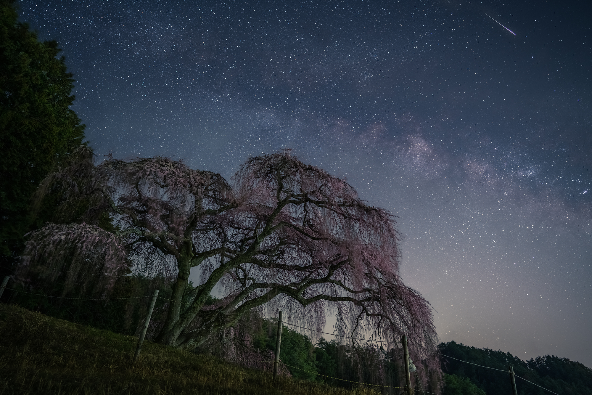 乙ヶ妻の枝垂れ桜と天の川