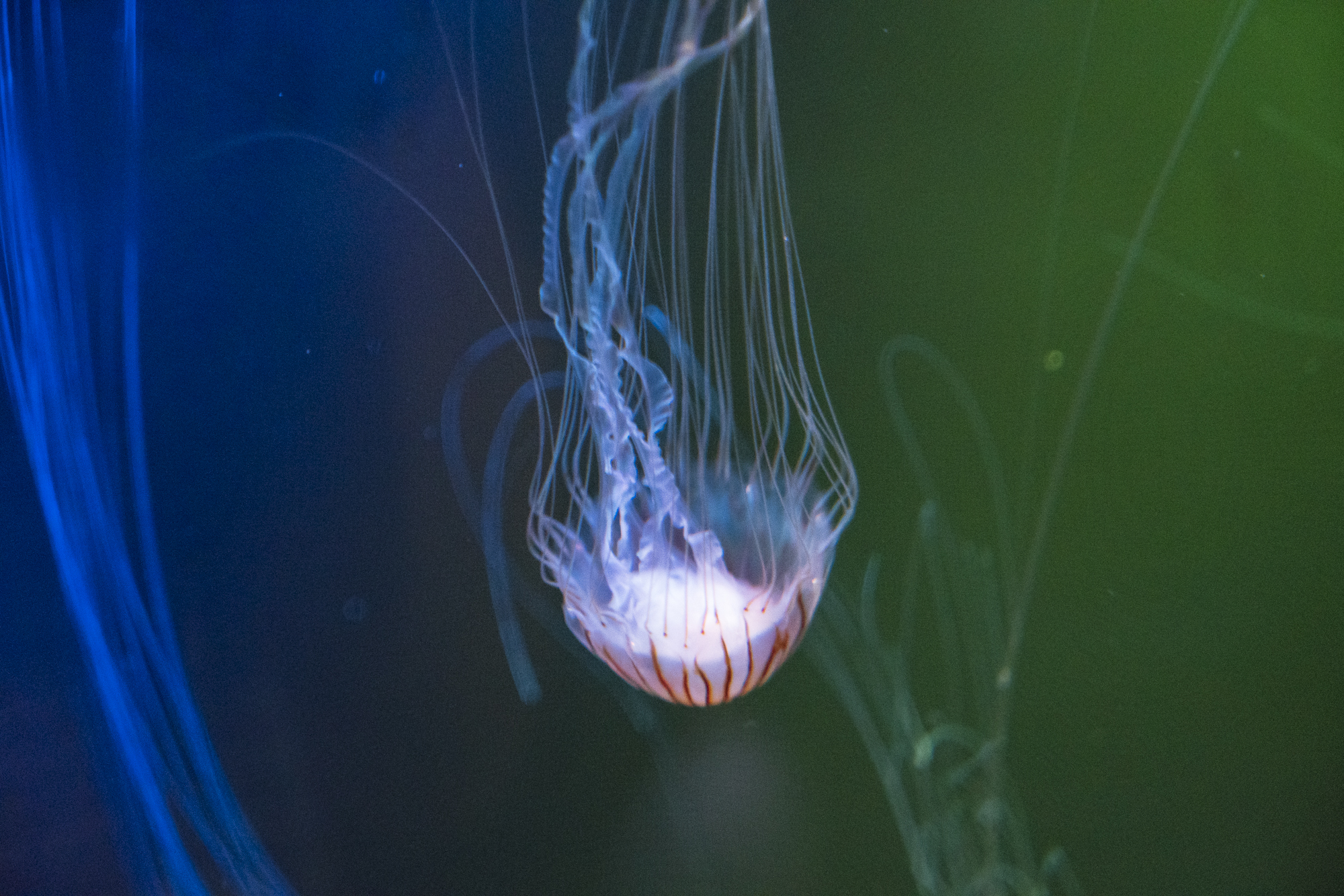 水槽の中の宇宙