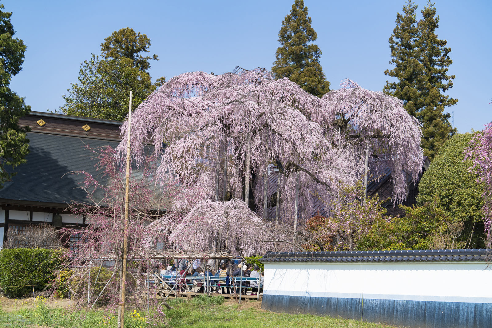 山梨さくら巡り【慈雲寺・周林寺・甚六桜】