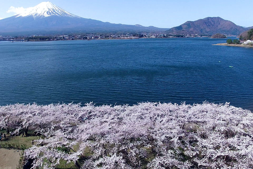 河口湖と湖畔のさくらをバードビューで