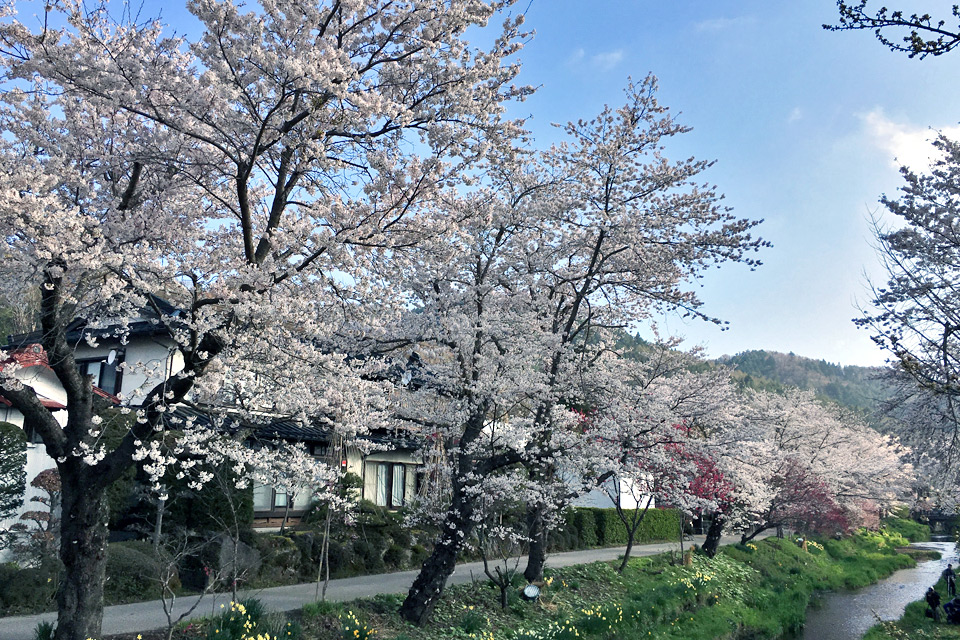 忍野村の桜