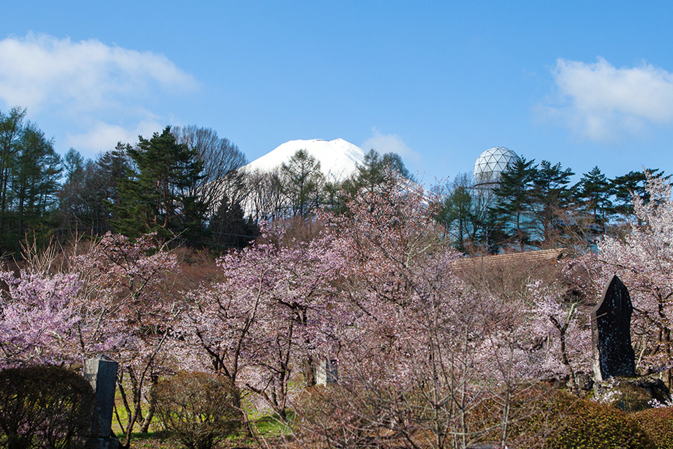 富士桜が満開に（ふじさんミュージアム）