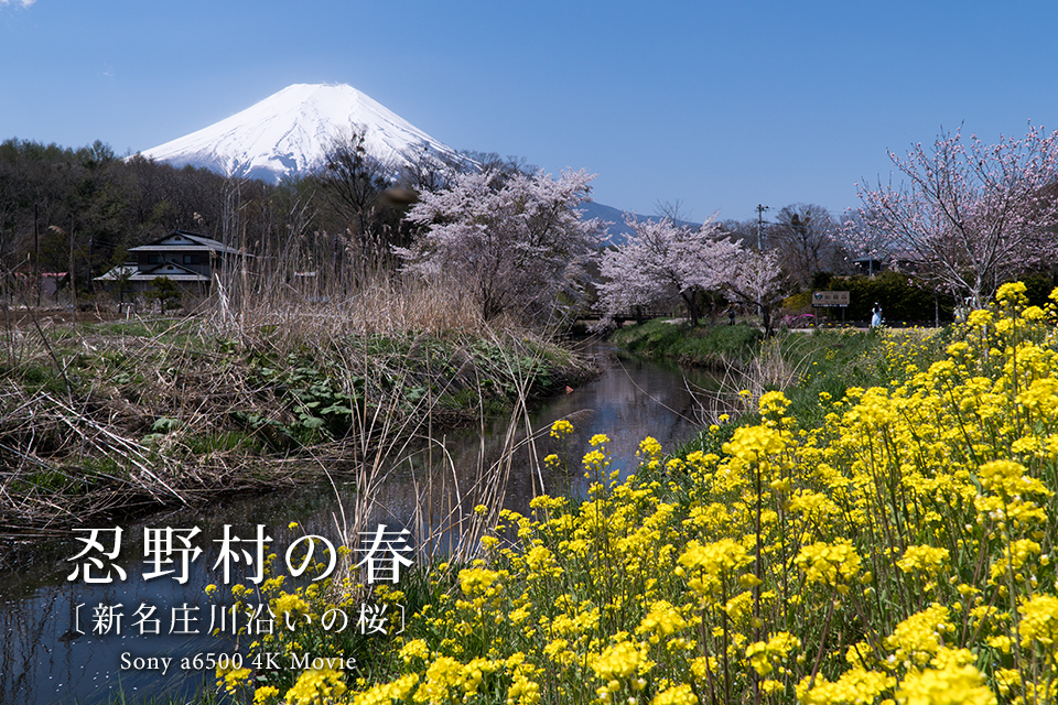 忍野村の春 「新名庄川沿いの桜」