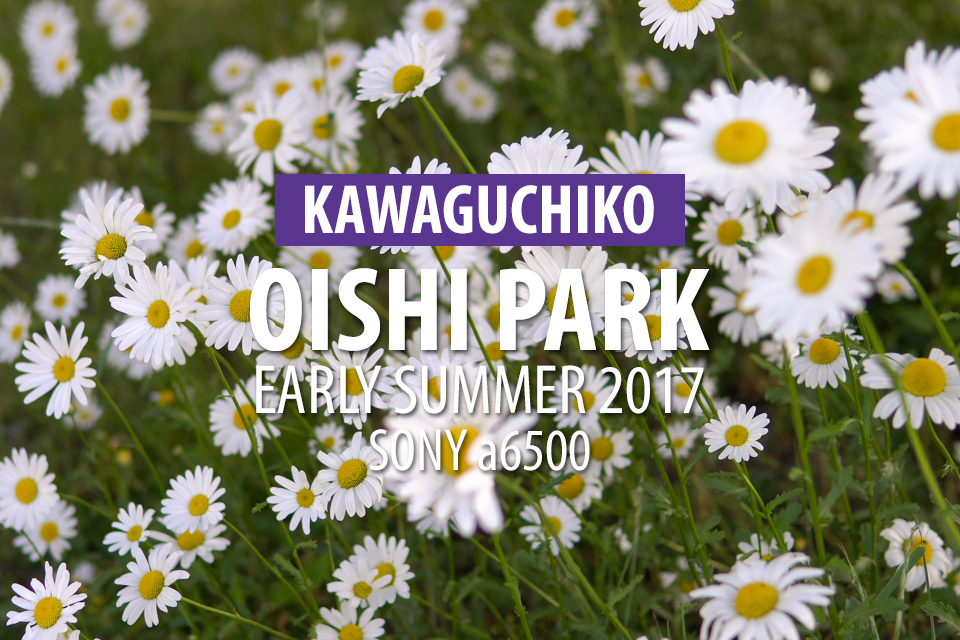 初夏の河口湖大石公園