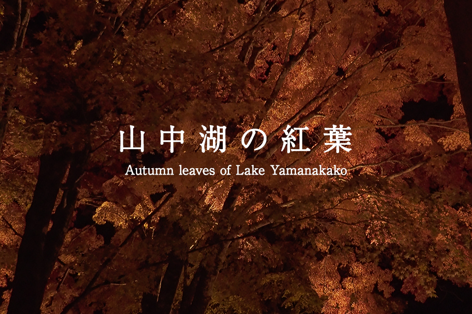 山中湖の紅葉 Autumn leaves of Lake Yamanakako